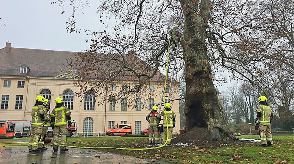 Feuerwehrleute löschten den denkmalgeschützten Baum im Schlosspark Schönhausen. (Handout) / Foto: -/Berliner Feuerwehr/dpa