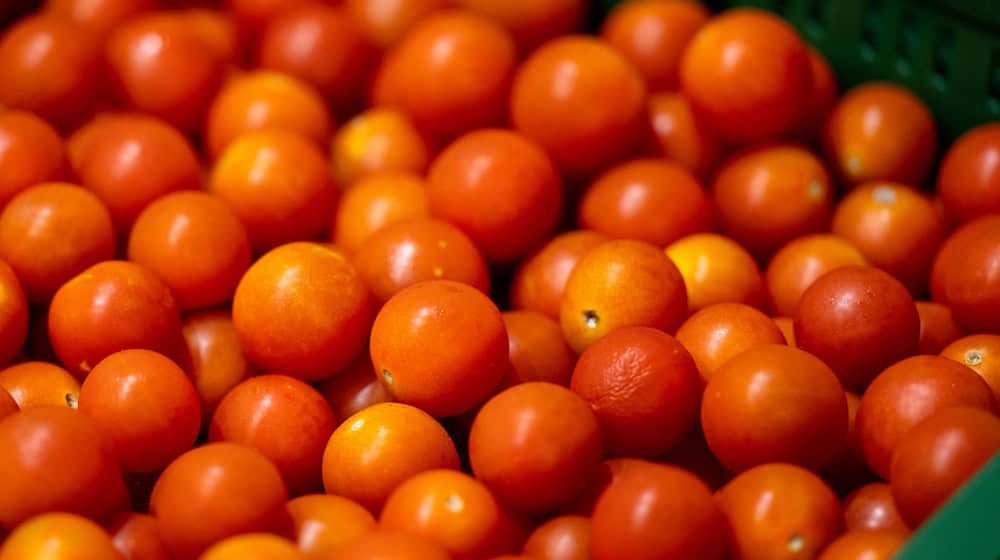 Tomaten aus Brandenburg statt aus dem Ausland? Brandenburgs Agrarministerin wirbt für ein Umdenken im Lebensmitteleinzelhandel. / Foto: Monika Skolimowska/dpa