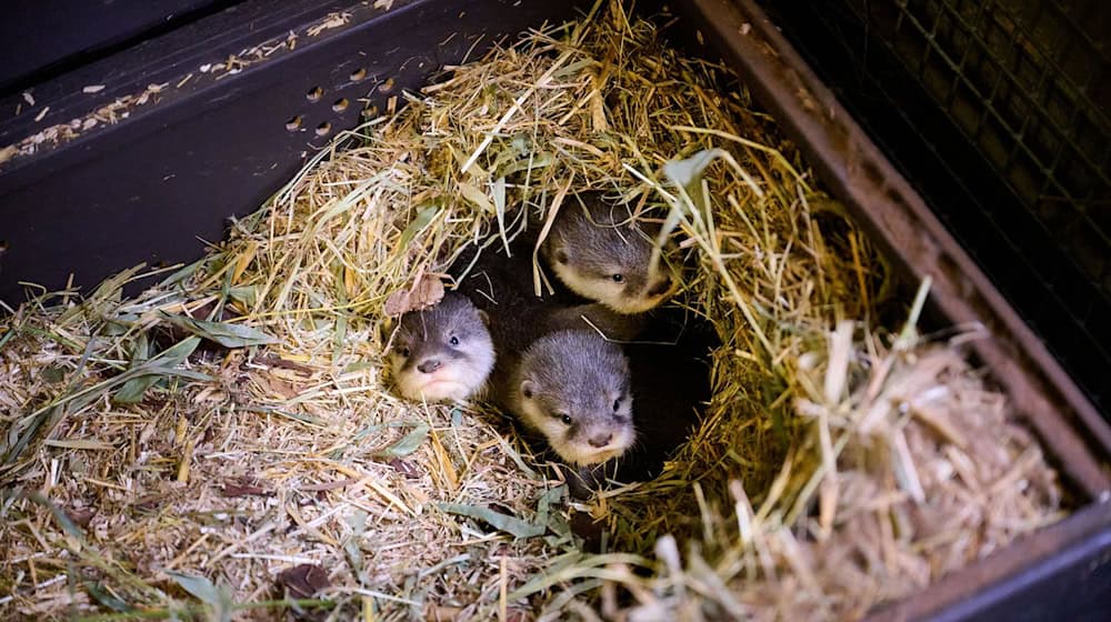 Die vier kleinen Otter bringen derzeit etwa 500 Gramm auf die Waage. / Foto: -/Tierpark Berlin/Zoo Berlin/dpa