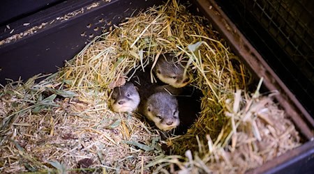 Die vier kleinen Otter bringen derzeit etwa 500 Gramm auf die Waage. / Foto: -/Tierpark Berlin/Zoo Berlin/dpa
