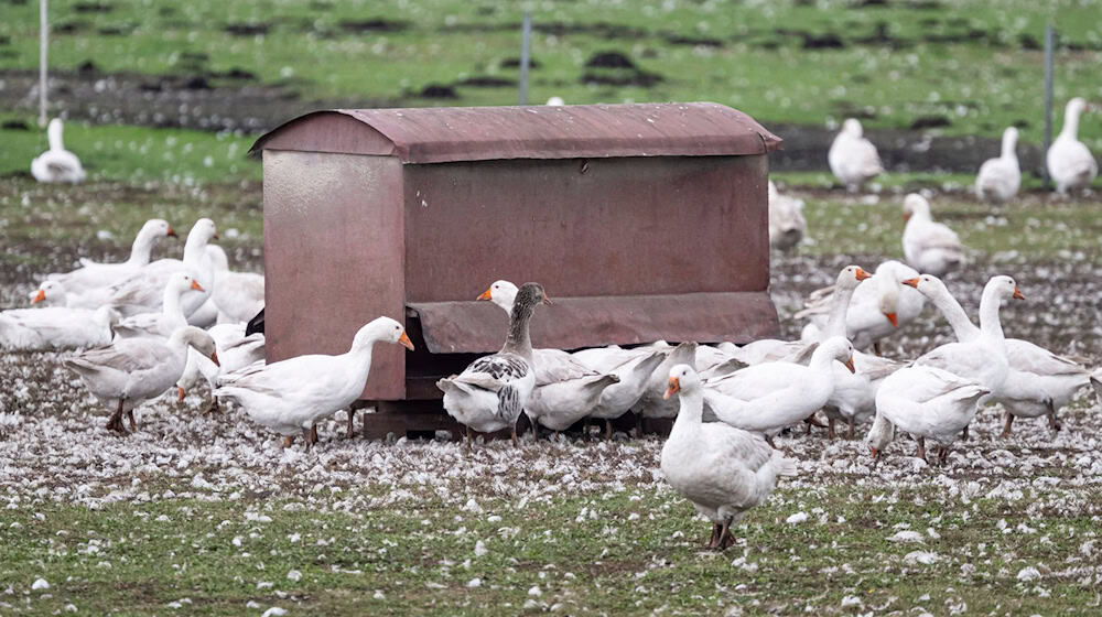 Vor allem Enten, Puten, Gänse und Masthühner mussten gekeult werden. (Archivbild) / Foto: Fabian Sommer/dpa