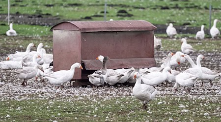 Vor allem Enten, Puten, Gänse und Masthühner mussten gekeult werden. (Archivbild) / Foto: Fabian Sommer/dpa