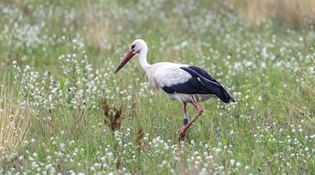 In Brandenburg brüten jedes Jahr zahlreiche Weißstörche - doch jetzt herrscht wegen der Vogelgrippe Besorgnis, dass weniger Vögel aus Spanien zurückkehren. (Archivbild)  / Foto: Frank Hammerschmidt/dpa