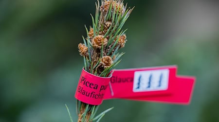 In Brandenburg stehlen Diebe Weihnachtsbäume von Verkaufsständen. (Symbolbild) / Foto: Rolf Vennenbernd/dpa