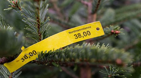 Rund 40 Bäume wurden dieses Mal gestohlen. (Symbolbild) / Foto: Julian Stratenschulte/dpa