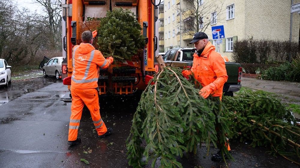 Zwischen dem 10. und dem 24. Januar holt die BSR im kommenden Jahr wieder ausgediente Weihnachtsbäume ab. (Archivbild) / Foto: Bernd von Jutrczenka/dpa