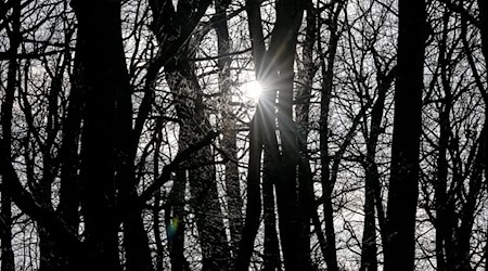 In Berlin und Brandenburg bleibt das Wetter mild. / Foto: Britta Pedersen/dpa