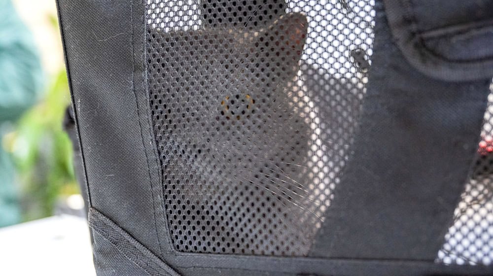 Auch in diesem Jahr sind wieder zahlreiche Tiere kurz nach Weihnachten ausgesetzt worden. / Foto: Christophe Gateau/dpa