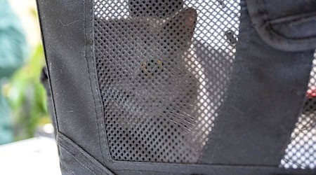 Auch in diesem Jahr sind wieder zahlreiche Tiere kurz nach Weihnachten ausgesetzt worden. / Foto: Christophe Gateau/dpa