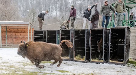 Schnell raus aus der Kiste - das Leben in Freiheit ist für die Tiere neu (Handoutbilder). / Foto: Emil Khalilov/Zoo Berlin/dpa