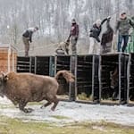 Schnell raus aus der Kiste - das Leben in Freiheit ist für die Tiere neu (Handoutbilder). / Foto: Emil Khalilov/Zoo Berlin/dpa