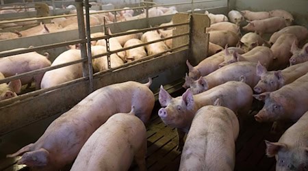Zu geringe Schlachtkapazitäten führen zum «Schweinestau». (Archivbild) / Foto: Sina Schuldt/dpa