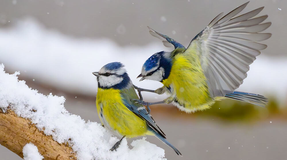 Gerade wenn es kalt ist, kann an den Futterstellen viel los sein. (Symbolbild) / Foto: Patrick Pleul/dpa
