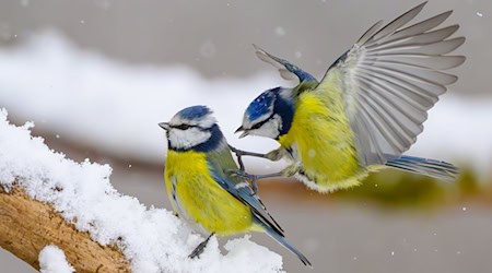 Gerade wenn es kalt ist, kann an den Futterstellen viel los sein. (Symbolbild) / Foto: Patrick Pleul/dpa