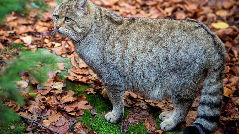 Sie ist scheu und selten: Die Wildkatze. (Archivbild/Illustration) / Foto: Patrick Pleul/dpa-Zentralbild/dpa
