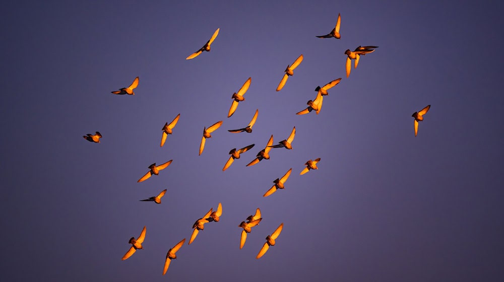 Die Sonne lädt zu Winterspaziergängen ein - dabei wird aber kalt. (Symbolbild) / Foto: Patrick Pleul/dpa