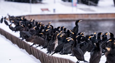 An der «Alten Fahrt» in Potsdam haben sich unzählige Kormorane auf der Suche nach Fischen gesammelt.  / Foto: Georg Moritz/dpa