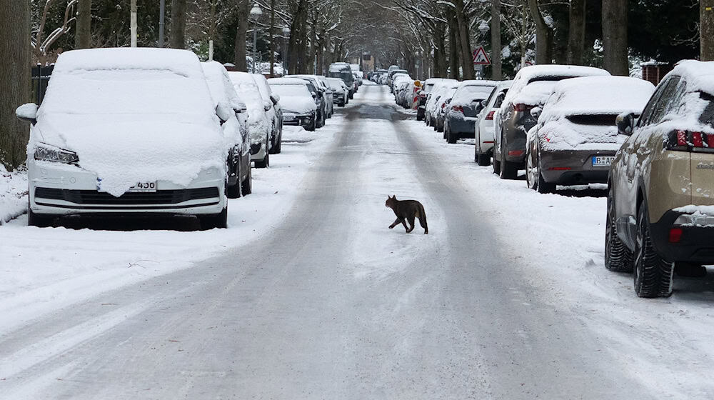 In Berlin und Brandenburg bleibt es frostig – zum Ende der Woche sorgen Schnee und Glätte erneut für winterliche Verhältnisse. (Archivbild) / Foto: Wolfram Steinberg/dpa