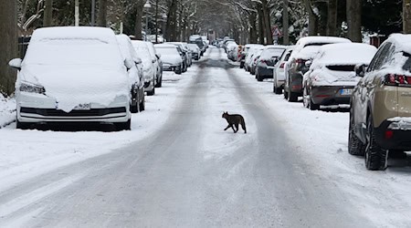 In Berlin und Brandenburg bleibt es frostig – zum Ende der Woche sorgen Schnee und Glätte erneut für winterliche Verhältnisse. (Archivbild) / Foto: Wolfram Steinberg/dpa