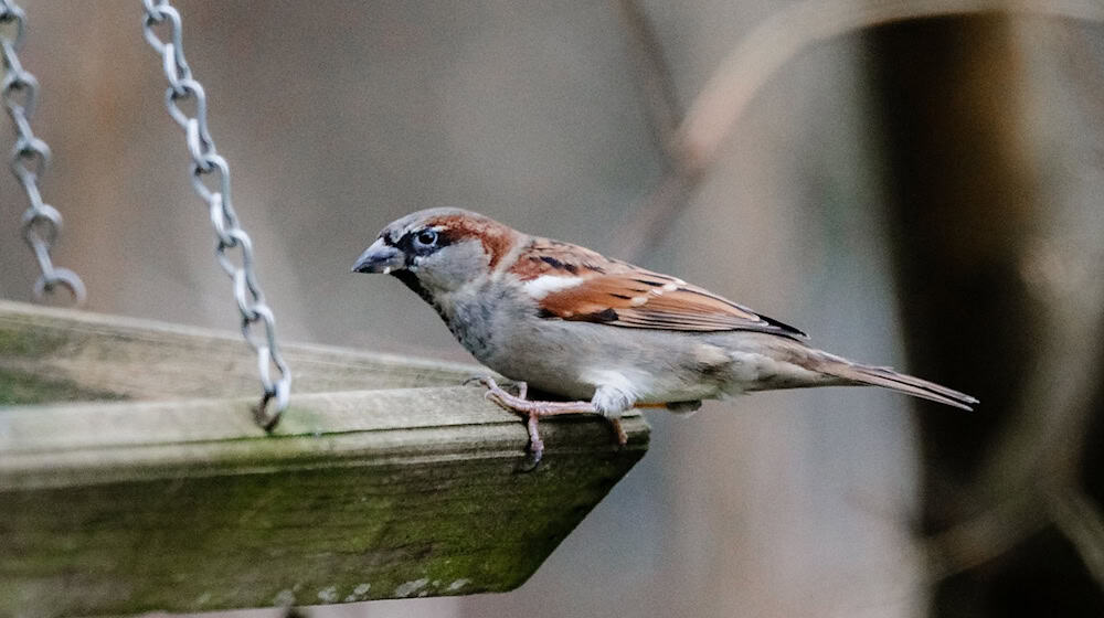 Wer sieht am Wochenende die meisten Vögel im Garten? Der Nabu ruft dazu auf, sich an der Zählaktion «Stunde der Wintervögel» zu beteiligen. (Archivbild) / Foto: Markus Scholz/dpa