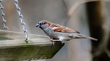 Wer sieht am Wochenende die meisten Vögel im Garten? Der Nabu ruft dazu auf, sich an der Zählaktion «Stunde der Wintervögel» zu beteiligen. (Archivbild) / Foto: Markus Scholz/dpa