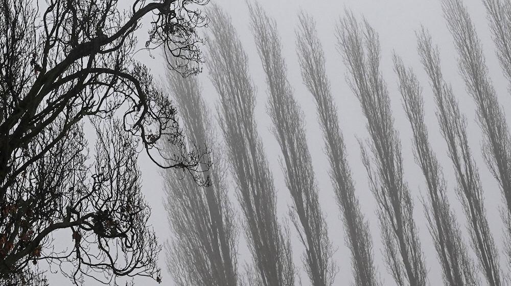 Auch am Donnerstagmorgen bleibt es stellenweise neblig. (Archivbild) / Foto: Jens Kalaene/dpa