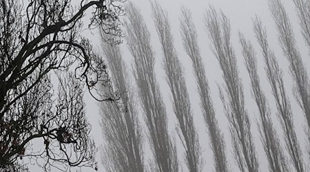 Auch am Donnerstagmorgen bleibt es stellenweise neblig. (Archivbild) / Foto: Jens Kalaene/dpa