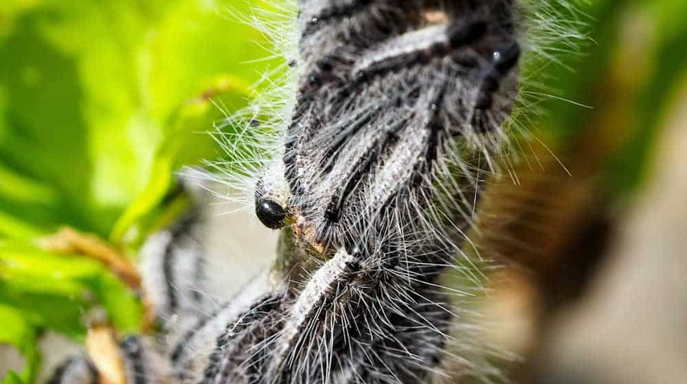 In der Prignitz ist der Befall mit Schädlingen besonders groß.  / Foto: Soeren Stache/dpa/ZB