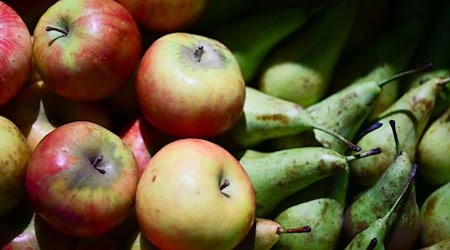 Bei der Grünen Woche gibt es stets zahlreiche Lebensmittel. / Foto: Sebastian Christoph Gollnow/dpa