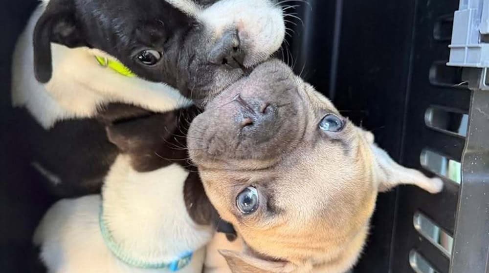 Viele Angebote wirken laut Tierheim harmlos, sind aber nicht seriös. (Handout) / Foto: -/Polizei Berlin/dpa