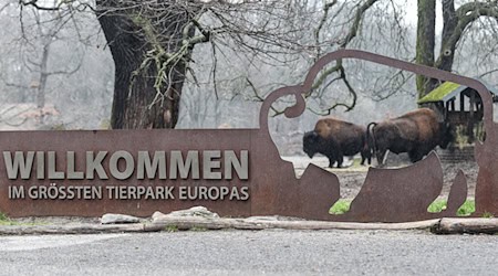 Im Februar können Menschen ab 65 Jahren kostenlos den Berliner Tierpark besuchen. (Archivbild) / Foto: Kira Hofmann/dpa-Zentralbild/ZB