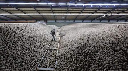 Die überschüssigen Kartoffeln werden verteilt.  / Foto: Jan Woitas/dpa