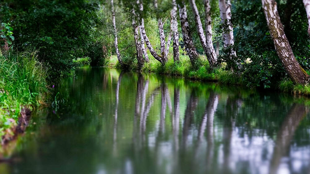 Ein Test für den Hochwasserschutz ist in diesem Jahr bei Burg im Spreewald in den Gewässern geplant. (Archivbild) / Foto: Jens Kalaene/dpa-Zentralbild/ZB