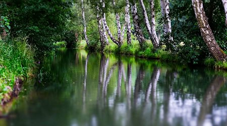 Ein Test für den Hochwasserschutz ist in diesem Jahr bei Burg im Spreewald in den Gewässern geplant. (Archivbild) / Foto: Jens Kalaene/dpa-Zentralbild/ZB