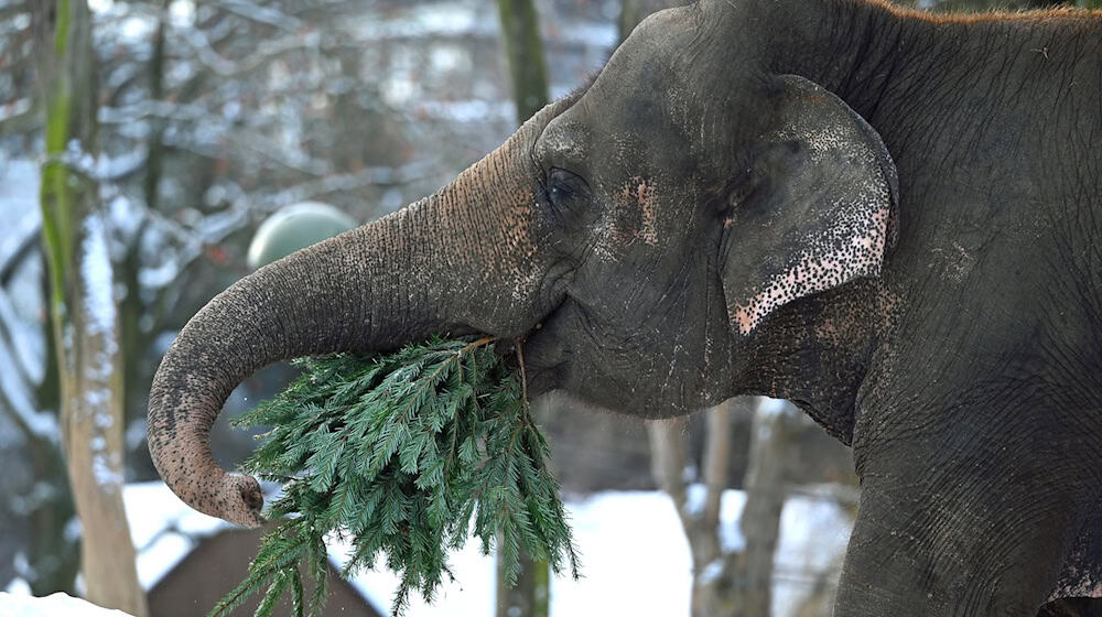 Wie in jedem Jahr werden im Januar die Bäume, die nicht das heimische Wohnzimmer geschmückt haben, im Berliner Zoo an die Tiere verfüttert.  / Foto: Elisa Schu/dpa