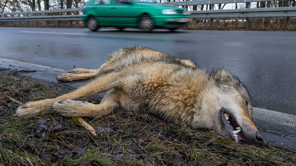 Ein Wolf hat einen Unfall im Straßenverkehr am Montagvormittag bei Peitz in Südbrandenburg nicht überlebt. / Foto: Patrick Pleul/dpa