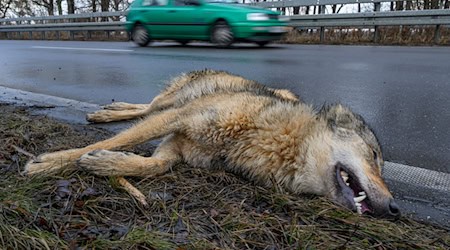 Ein Wolf hat einen Unfall im Straßenverkehr am Montagvormittag bei Peitz in Südbrandenburg nicht überlebt. / Foto: Patrick Pleul/dpa