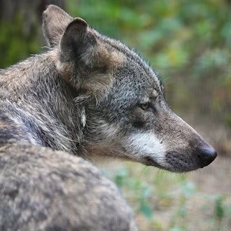 Die Autofahrerin blieb anders als der Wolf unverletzt. (Symbolbild) / Foto: Soeren Stache/dpa