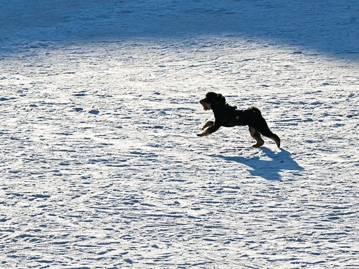 Zahlreiche Gewässer in Berlin waren tagelang zugefroren. (Archivbild) / Foto: Jens Kalaene/dpa