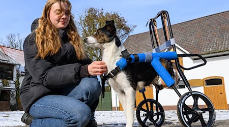 Hündin Mina ist querschnittsgelähmt und auf einen speziellen Rollwagen angewiesen. / Foto: Patrick Pleul/dpa