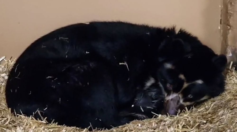Für Brillenbärenweibchen Tinka ist es der erste Wurf. / Foto: Tierpark Berlin/dpa