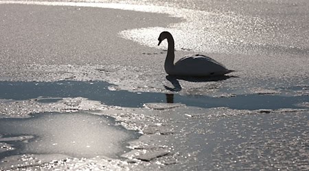 Die Rettung des festgefrorenen Schwans sei hochgefährlich, so der Wildtierexperte. (Symbolbild) / Foto: Matthias Bein/dpa