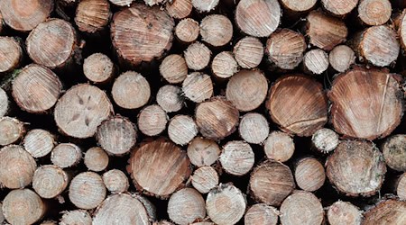 Im Winter ist Holzerntezeit - geschlagenes Holz stapelt sich am Wegesrand. (Symbolbild) / Foto: Patrick Pleul/dpa-Zentralbild/ZB