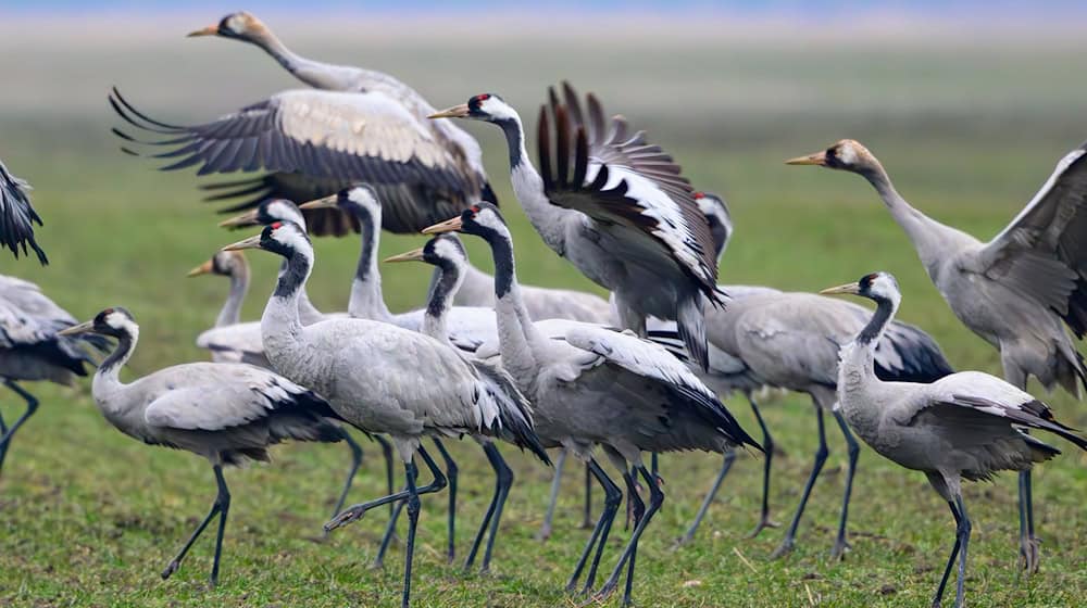 Kraniche stehen Anfang Februar auf einem Feld in Brandenburg / Foto: Patrick Pleul/dpa