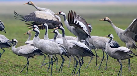 Kraniche stehen Anfang Februar auf einem Feld in Brandenburg / Foto: Patrick Pleul/dpa