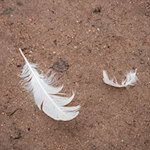 Im Norden Brandenburgs ist erneut die Vogelgrippe in einem Geflügelbetrieb ausgebrochen. (Archivbild) / Foto: Silas Stein/dpa