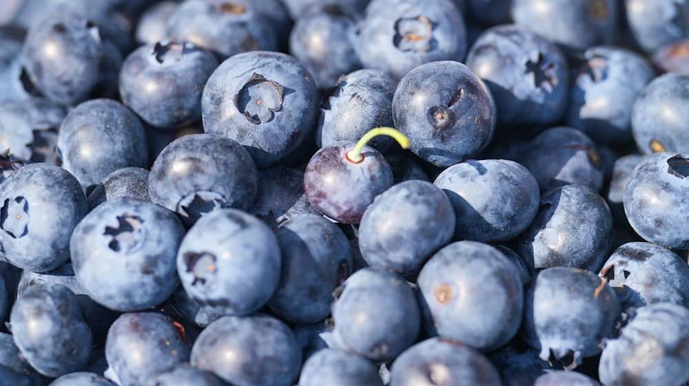 Im Sommer werden wieder die ersten Heidelbeeren von den Sträuchern gepflückt. Das blaue Obst kann meist bis September geerntet werden. (Symbolbild)  / Foto: Soeren Stache/dpa