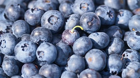 Im Sommer werden wieder die ersten Heidelbeeren von den Sträuchern gepflückt. Das blaue Obst kann meist bis September geerntet werden. (Symbolbild)  / Foto: Soeren Stache/dpa