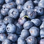 Im Sommer werden wieder die ersten Heidelbeeren von den Sträuchern gepflückt. Das blaue Obst kann meist bis September geerntet werden. (Symbolbild)  / Foto: Soeren Stache/dpa