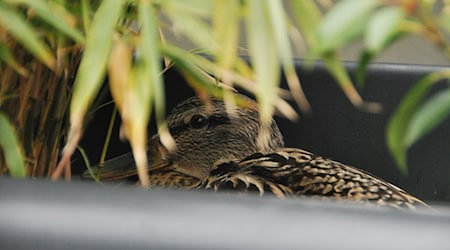 Eine Ente hat sich einen Berliner Balkon ausgesucht, um ihre Eier auszubrüten. (Symbolbild) / Foto: Anja Sokolow/dpa